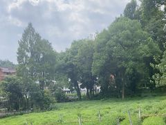 -野蔓果·山野菜(西湖景区·龙井茶田店)