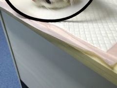 -美联众合动物医院(·中兽医·疑难杂症·严家桥分院)