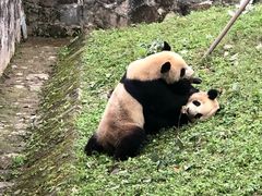 -都江堰中华大熊猫苑