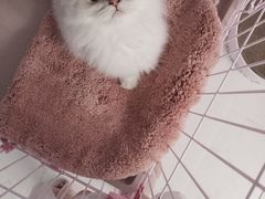 -东方名猫馆·英短金渐层布偶猫舍(环线广场1号楼店)