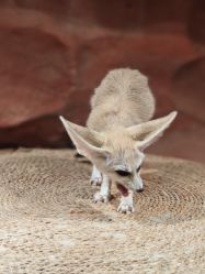 -Zoolung Zoolung动物主题公园(海信广场店)