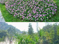 -云溪植物园