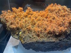 -湖南省地质博物馆