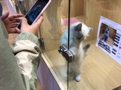 -屋虎猫馆(宝安大仟里店)