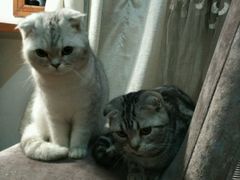 -荣耀金沙动物医院(清江西路店)