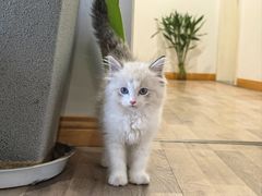 -柚子猫舍·精品猫舍购猫·猫咪认养·购宠·宠物店