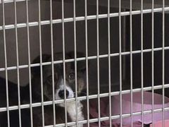 -艾贝尔宠物医院 ·内科全科(梁溪路店)