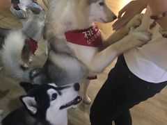 -Husky Go! 哈士奇体验馆·宠物咖啡厅狗咖