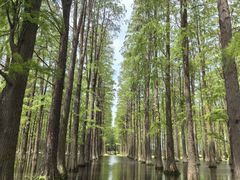 -渌洋湖湿地公园
