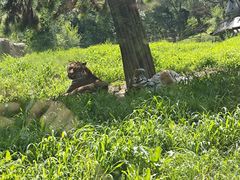 -沈阳森林动物园