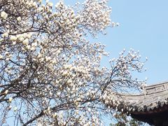 -龙华寺