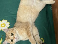 -瑞派福兴宠物医院犬猫全科·骨科·中西医结合(河东店)