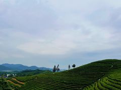 -龙坞茶村
