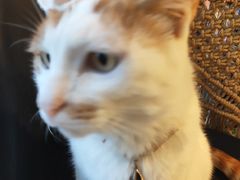 -平行世界·猫咖(首经贸店)