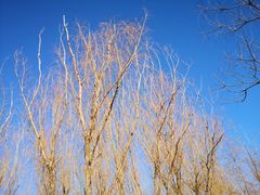 -大兴滨河森林公园