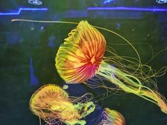 -海合安成都极地海洋公园