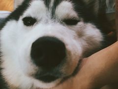 -Husky Go! 哈士奇体验馆·宠物咖啡厅狗咖