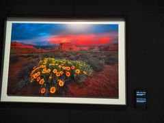 -罗红摄影艺术馆