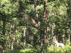 -塞罕坝国家级自然保护区