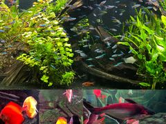 -上海海洋水族馆