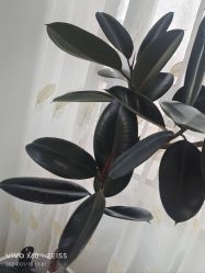 -HEYAN荷妍专业脱毛连锁机构