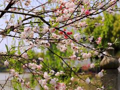 -南汇桃花村