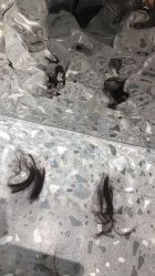 点击看大图 -MY HAIR ARDOR