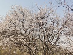 -青岛大珠山景区