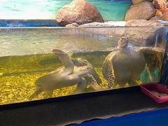 -苏州海洋馆