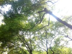 android_upload_pic-中山大学学者灵芝(园南路店)