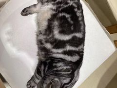 -藏猫猫咖啡主题馆(中央大道店)