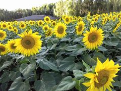 -长白岛森林公园