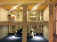 -大理酷宠宠物医院