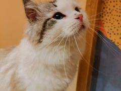 -滚猫咖啡·猫咖·猫友好撸猫(未来城店)