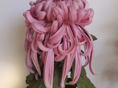-杭州植物园