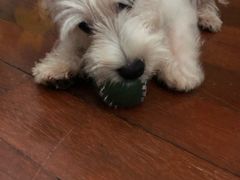 -翊宠yipet猫狗购宠庄园犬舍•猫舍