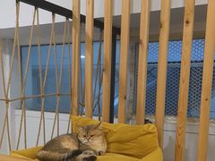 -柴迷FANS CLUB·柴犬狗咖·猫咖