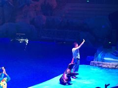 -芜湖新华联大白鲸海洋公园