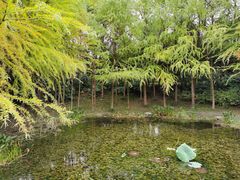 -长广溪湿地公园