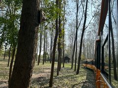 -合肥滨湖国家森林公园