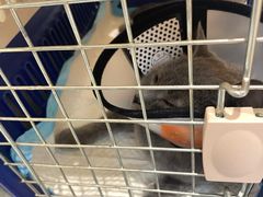 -关爱宠物医院·猫科中心·消化科(滨湖万达分院)