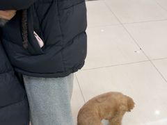 -全心全意连锁动物医院·微创中心·内科急重症·心脏专科(丰管路店)