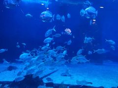 -烟台海昌鲸鲨海洋公园