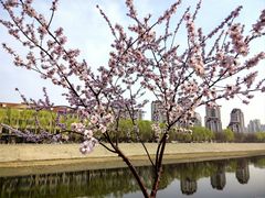 -桃花堤公园