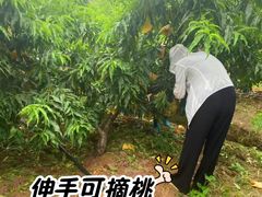 -老袁家蜜桃农场·阳山水蜜桃