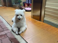 -阿群甘草水果