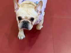 -和它·交个朋友·狗咖猫咖(爱琴海店)