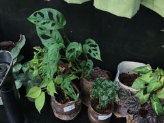 -北马山庄植趣咖啡