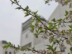-武汉大学-樱园