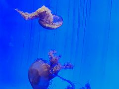 -上海海洋水族馆